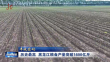 丰收密码｜历史最高  黑龙江粮食产量突破1600亿斤